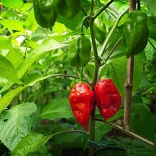 GHOST PEPPER SEEDS ~ naga