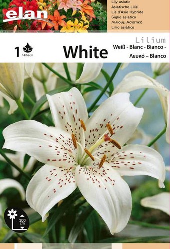 Giglio asiatico bianco - asiatico, white