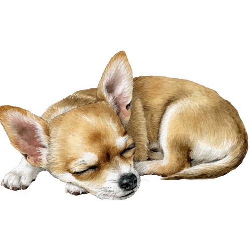 Adesivi chihuahua - adesivi,