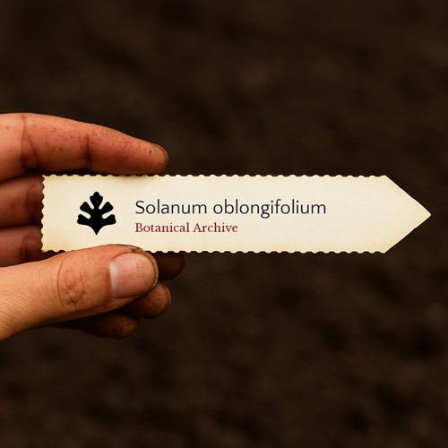 Solanum oblongifolium seeds - oblongifolium,