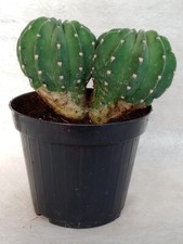 Echinopsis denudato dicutomico