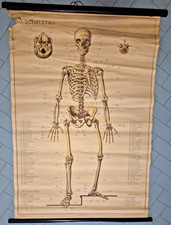 LO SCHELETRO UMANO POSTER DIDATTICO Vintage 1951  Tavola Paravia Studio medico
