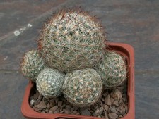 Pediocactus simpsonii v