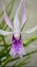 ORCHID PLANTS  Vanda Falaca x