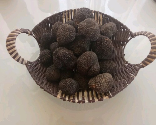 500 tartufo nero estivo - 500,