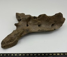 Ursus Spelaeus Cave Sacrum