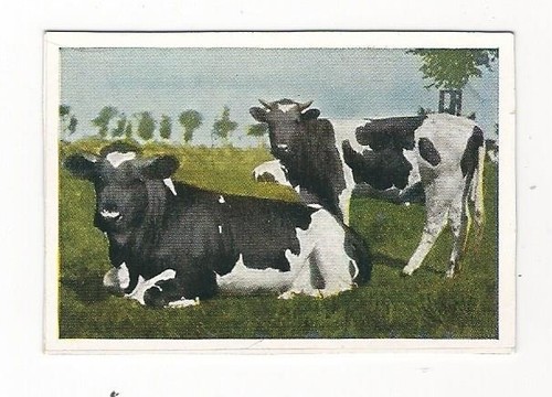 522 quadro collezione - quadro, da