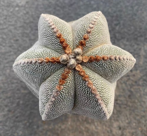 Vendita raro cactus - raro,