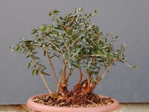 Bonsai olivastro 26x13cm - olivastro, in