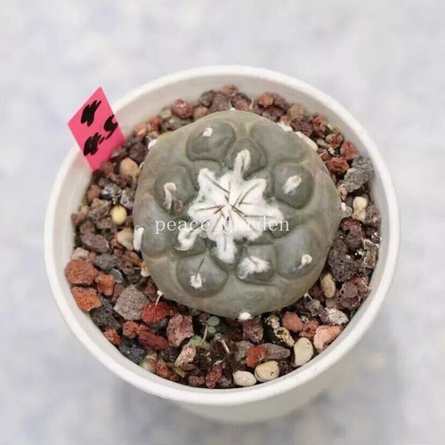 Turbinicarpus jaunigii rara