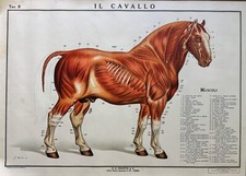 IL CAVALLO-TAV II- Poster