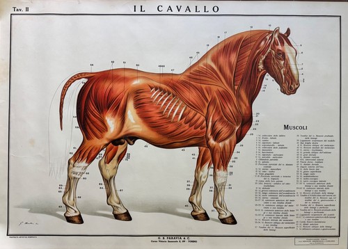 Cavallo tav original - il, ii-