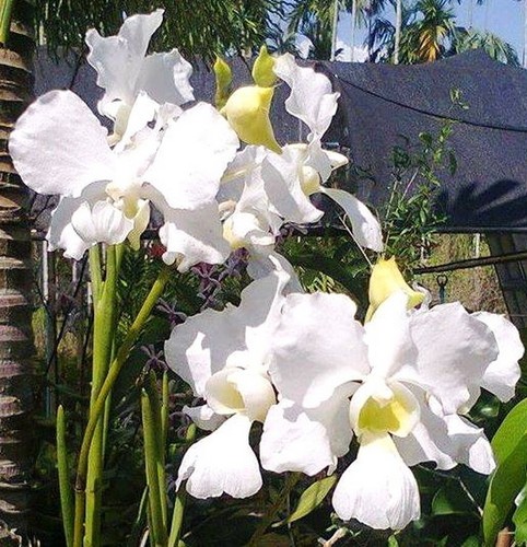 Papilionanthe teres var alba - var.,