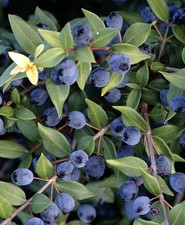 Mirto sardo myrtus communis - mirto, communis"