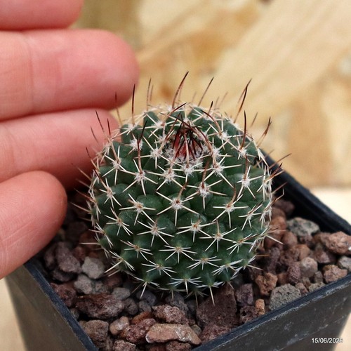 Mammillaria pilensis - , v