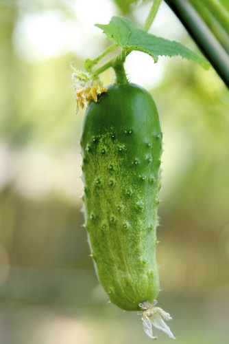 Boston pickling sottaceto - boston,