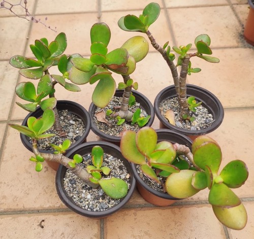 Vaso cm crassula - 🪴vaso,