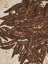 Licuala mattanensis 10 semi freschi, palme 