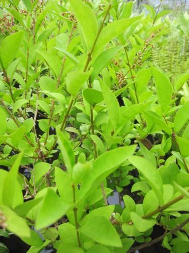 Ligustrum vulgare black - black, pearl