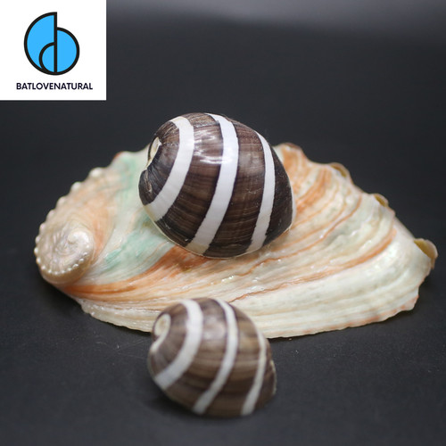 Conchiglia hydatina albocinta - conchiglia,