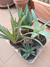 ALOE MANIA - Set 4 piante di