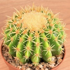 Echinocactus grusonii f. brevispina ,  pot 10  (Cod. W 259 )