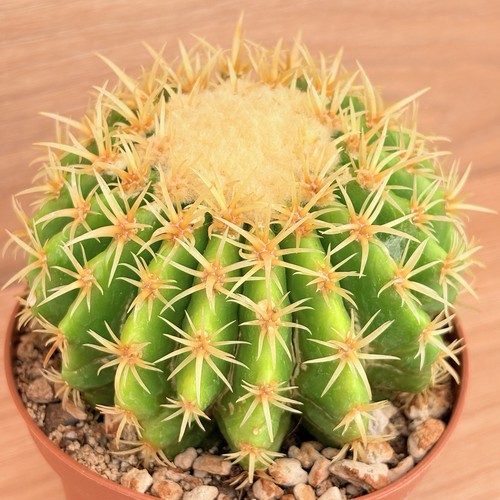 Echinocactus grusonii - , f