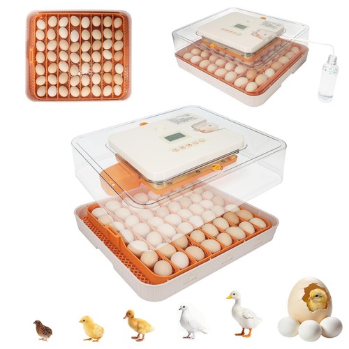 Gen 56 egg - 56,