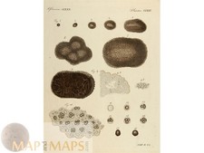 Tartufi, Organizzazione e