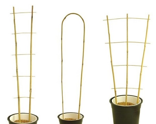 Vaso per piante canna di - piante,