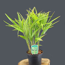 Palma di canapa Trachycarpus fortunei coltivata in vaso da 2 L palma resistente all'inverno 