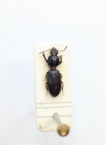 Entomology taxidermy - entomology,