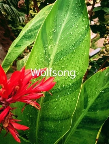 Pianta canna indica wolfsong - canna,
