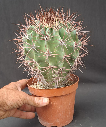 Echinocactus horizanthalonius