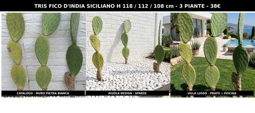 Tris fico india - di, siciliano