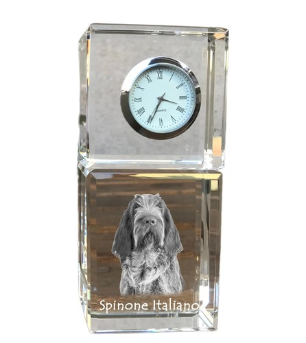 Spinone italiano cane - , con