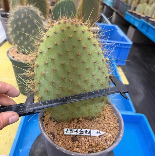 Opuntia grandi spine dorate - spine,