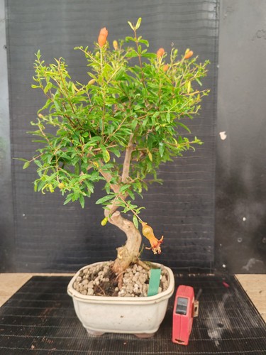 Bonsai melograno h - 39, cm