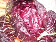 500 Radicchio Seeds - Palla