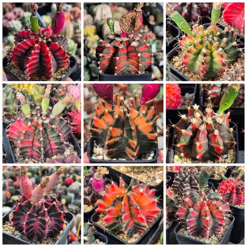 Gymnocalycium mihanovichii