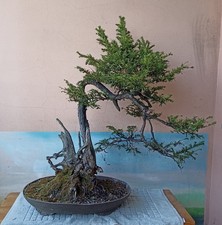 Splendido Prebonsai Tasso coltivato a Cascata Esemplare in ottima salute