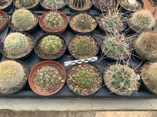 Offer pack matucana - offer, x