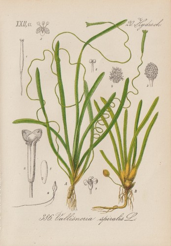 Wasserschraube vallisneria - wasserschraube, (vallisneria
