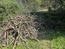 Legna di Olivo da ardere