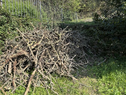 Legna olivo ardere - di, da
