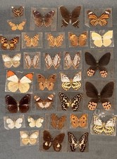 Collezione Vintage di Farfalle