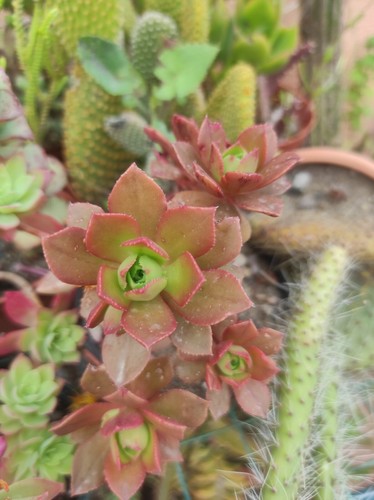Pianta vaso di aeonium - 1,