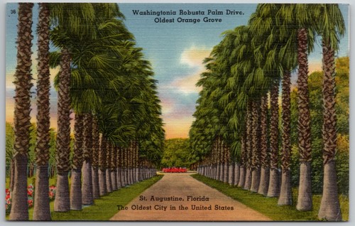 C1940s cartolina washingtonia - cartolina,