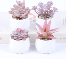 4 X Piante Artificiali Grasse