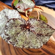 Sale2147 Begonia Begonia Moona